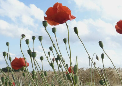 The Royal British Legion
